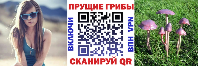 Псилоцибиновые грибы Psilocybine cubensis  как найти   Сурск 